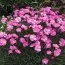 Гвоздика Dinetta Pink фото