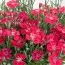 Гвоздика Red Pillow фото