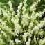 Дицентра Spectabilis Alba фото