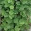 Дихондра Emerald Falls фото