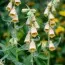 Дигиталис (Наперстянка) Grandiflora фото