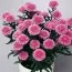 Астра  Double Fun Pink фото
