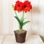 Амариллис Double Six фото