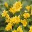 Фрезия Double Yellow фото