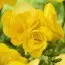 Фрезия Double Yellow (Акционная) фото