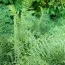 Папоротник Щитовник мужской Linearis Polydactylon фото