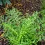 Папоротник Щитовник мужской Linearis Polydactylon фото