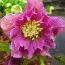 Морозник Prince Double Pink фото