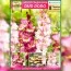 Премиум гладиолусы Duo Dodo (брендовая упаковка) фото