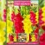 Премиум гладиолусы DUO Mango (брендовая упаковка) фото