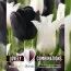 Комбо Тюльпаны Duopack Black and White (Брендовые луковицы KAPITEYN®) фото
