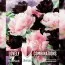 Комбо Тюльпаны Duopack Double Black and Pink (Брендовые луковицы KAPITEYN®) фото