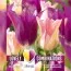 Комбо Тюльпаны Duopack Lilyflowered Purple Pink (Брендовые луковицы KAPITEYN®) фото