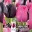 Комбо Тюльпаны Duopack Single Late Black And Pink (Брендовые луковицы KAPITEYN®) фото