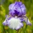 Ирис Earl of Essex фото