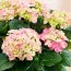 Гортензия Early Pink фото