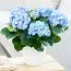 Гортензия Early Blue фото