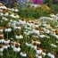 Эхинацея PowWow White фото