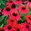 Эхинацея Lakota Red фото