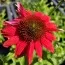 Эхинацея Lakota Red фото