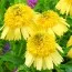 Эхинацея Meteor Yellow  фото