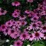 Эхинацея Prairie Splendor Deep Rose фото