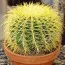 Эхинокактус Grusonii фото