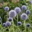 Мордовник Taplow Blue фото