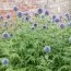 Мордовник Taplow Blue фото