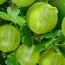 Крыжовник Мукуринес фото