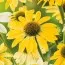 Эхинацея Mellow Yellow фото