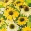 Эхинацея Mellow Yellow фото