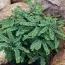 Папоротник адиантум Imbricatum фото