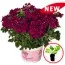 Вербена Empress Flair Cherry фото