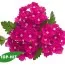 Вербена Empress Hot Pink Charme фото