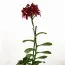Орхидея Epidendrum Red фото