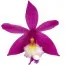 Орхидея Epidendrum Rose фото