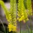 Эремурус Yellow фото
