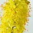 Эремурус Yellow фото