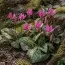 Эритрониум Rose Queen фото