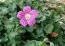 Эродиум Roseum фото