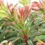 Эуфорбия Ascot Rainbow фото