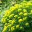 Эуфорбия Polychroma Purpurea фото