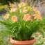 Лилейник EveryDaylily Pink Cream фото