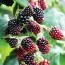 Ежевика (ежемалина) Thornless Boysenberry фото