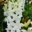 Дельфиниум Magic Fountain White Dark Bee фото
