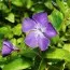 Барвинок Maculata фото