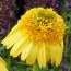 Эхинацея Meteor Yellow  фото