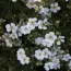Лапчатка White Lady фото