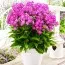 Флокс Famous Purple фото